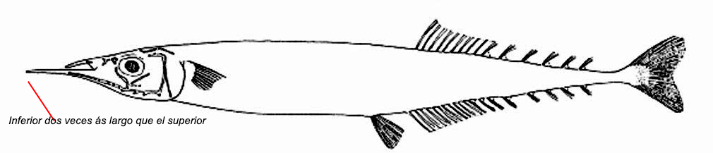 Scomberesox simulans_01.jpg